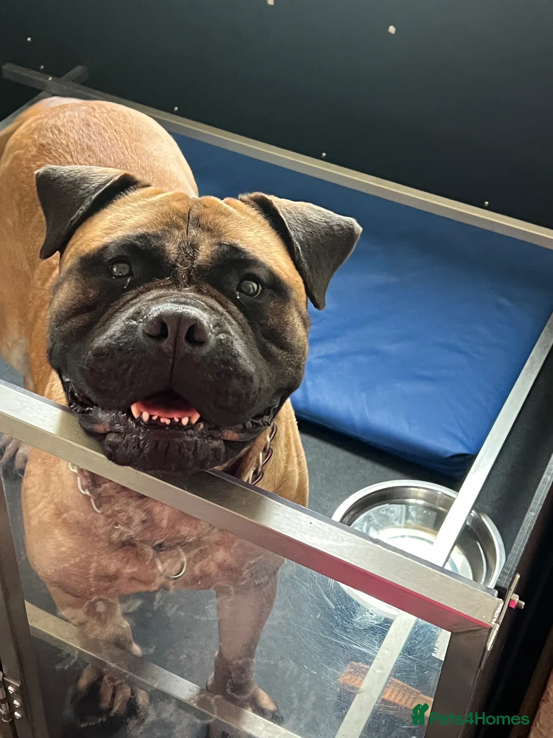 Bullmastiff dogs for sale: KC Litter of Bullmastiff’s  in Mansfield - Advert 2