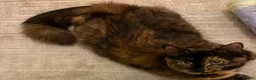 Maine Coon cats for sale: Mixed maine coon kittens - Advert 8