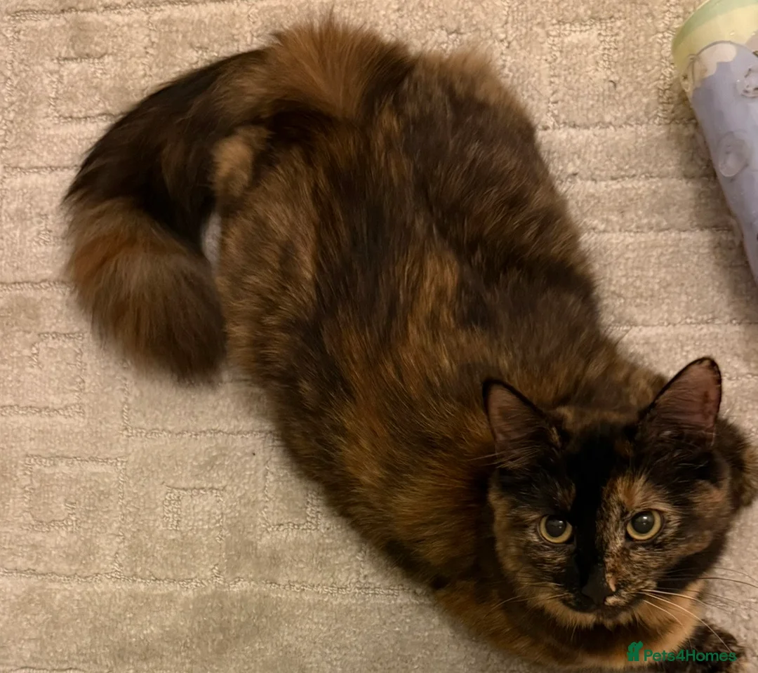 Maine Coon cats for sale: Mixed maine coon kittens - Advert 8