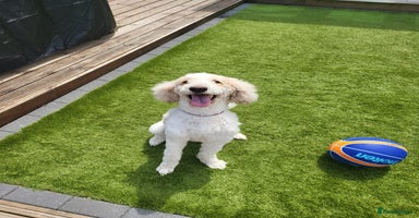 Labradoodle dogs Gorgeous Red Labradoodles- F3B - Advert 2