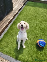 Labradoodle dogs Gorgeous Red Labradoodles- F3B - Advert 2