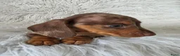 Miniature Dachshund dogs for sale: KC PRA CLEAR DAPPLE BOYS - Advert 7