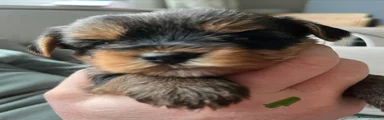 Yorkshire Terrier Puppy 2