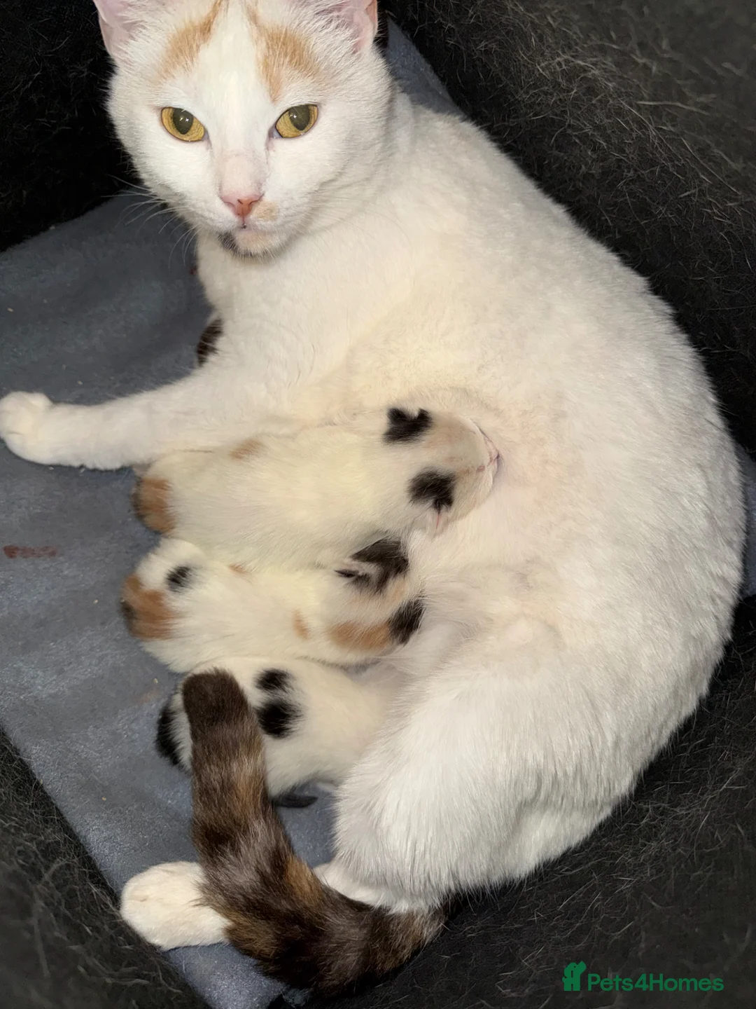 Turkish Van cats for sale: Gorgeous kittens  - Advert 1