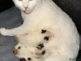 Turkish Van cats Gorgeous kittens - Advert 7