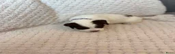 English Springer Spaniel dogs for sale: Springer Spaniel Puppies for Sale –  - Advert 7