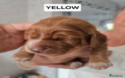 Cocker Spaniel dogs for sale: Pedigree working cocker puppies  - Image 10