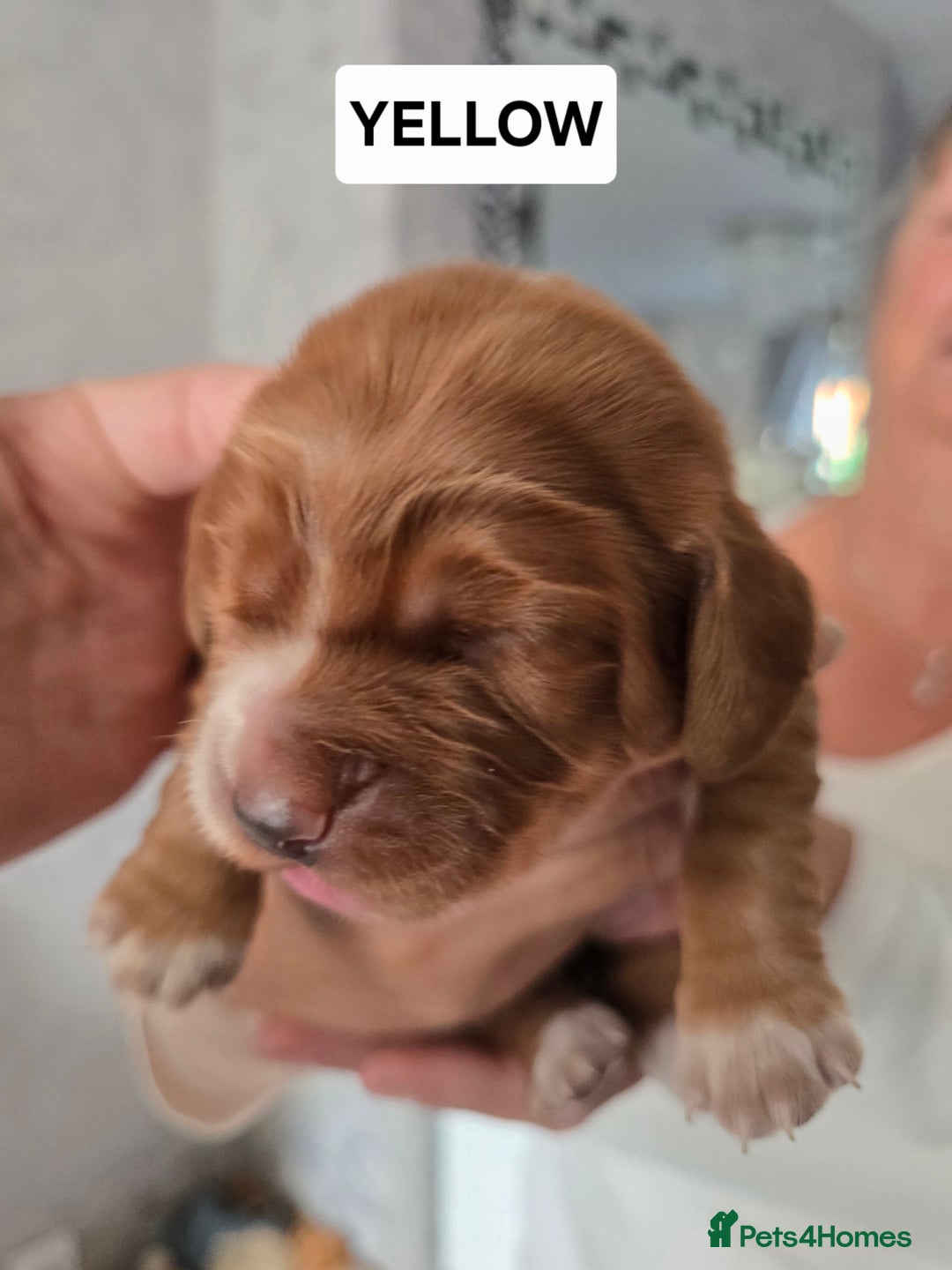 Cocker Spaniel dogs for sale: Pedigree working cocker puppies  - Image 10