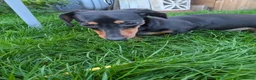 Mixed Breed dogs for adoption: 💙 THOR, 💙MONTY & ❤️COCO – THREE LITTLE SAUSAGES in Burton-on-Trent - Advert 15