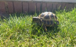 Tortoise reptiles for sale: Horsefield tortoises - Image 1