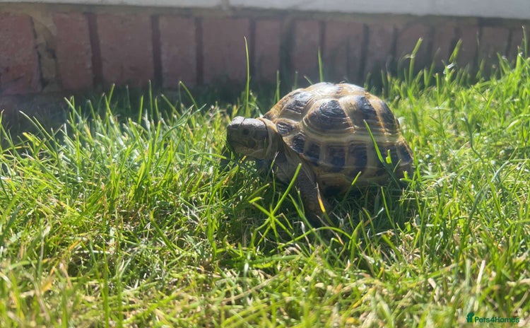 Tortoise reptiles - Advert 1