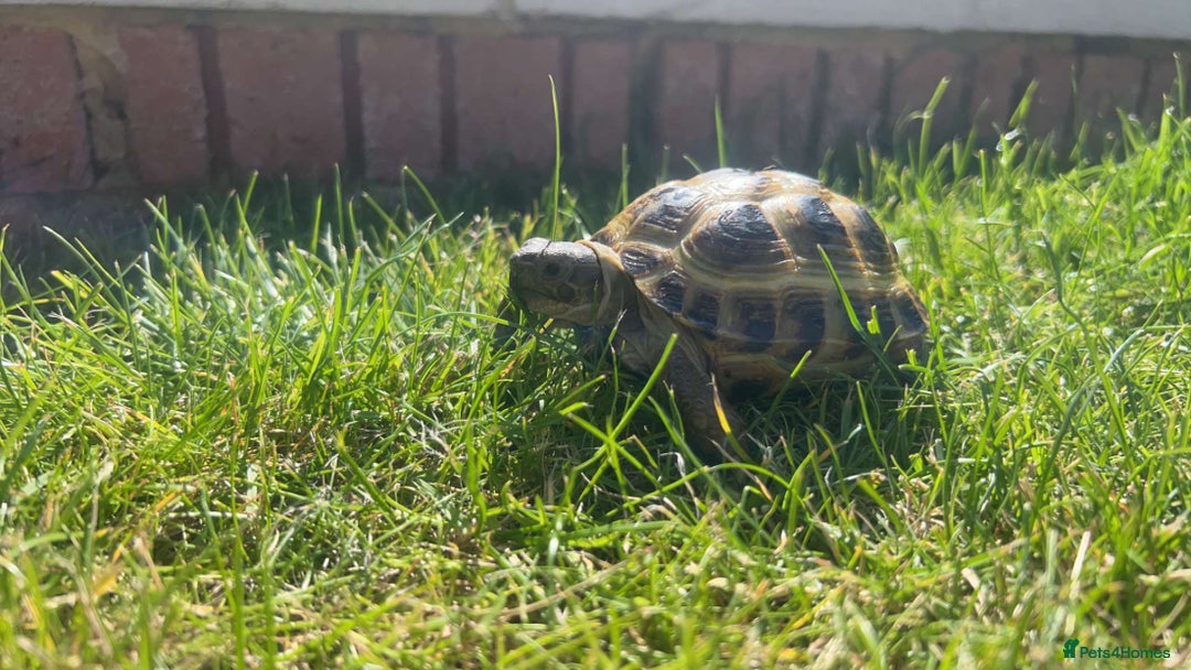 Tortoise reptiles for sale: Horsefield tortoises - Image 1