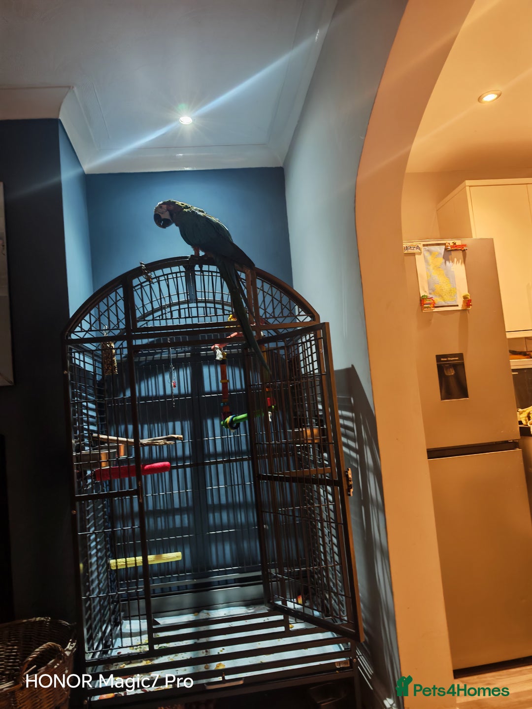 Macaws birds for sale: Harlequin macaw - complete set up  - Advert 5