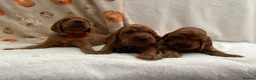 Irish Setter dogs for sale: Irish Setter Puppy - Advert 12