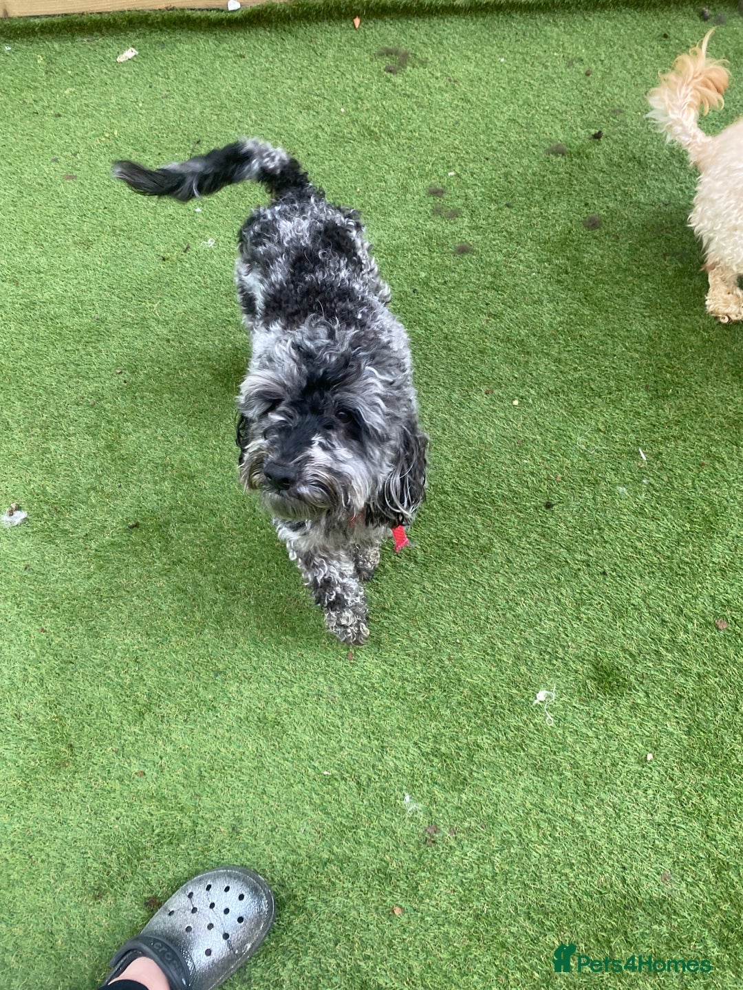 Cockapoo dogs for sale: Cockapoo 2 year old - Advert 10