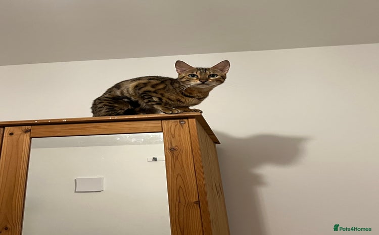 Bengal cats - Advert 8