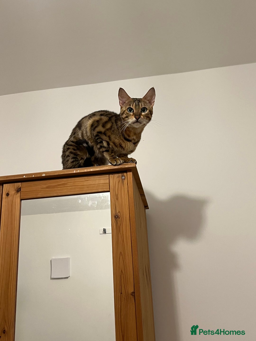 Bengal cats for sale: Female bengal  - Image 1