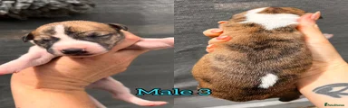 Puppy 5