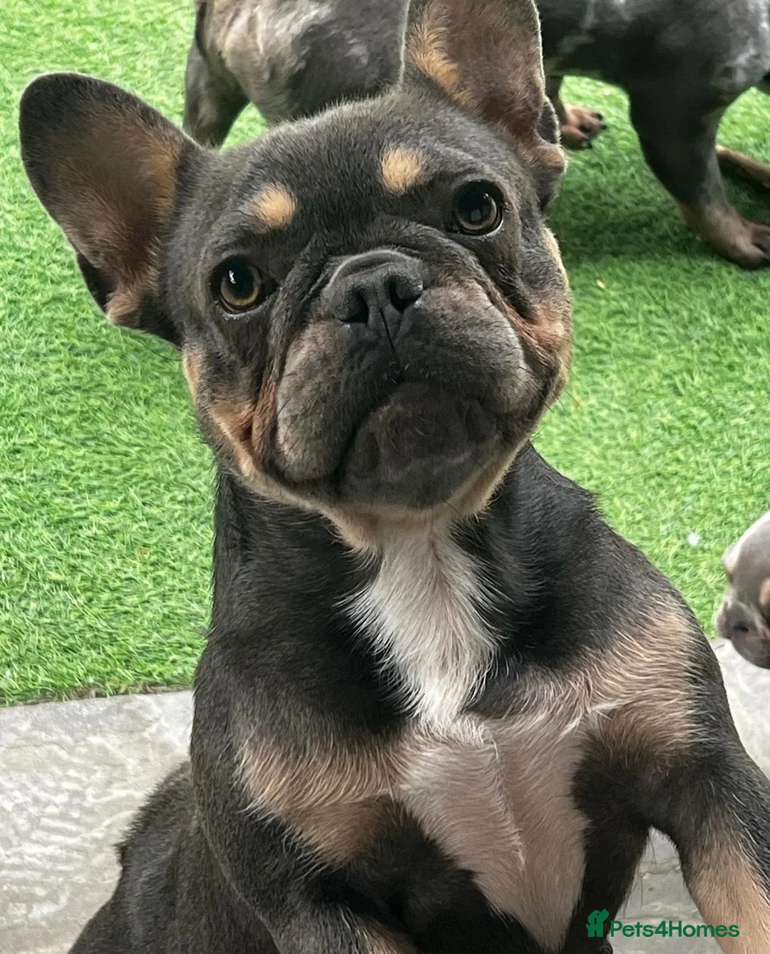 French Bulldog dogs for sale: Fluffy French bulldog puppies  - Advert 2