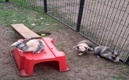 Rex rabbits for sale: Super Cute Baby bunnies! Rex x Lops - Image 3