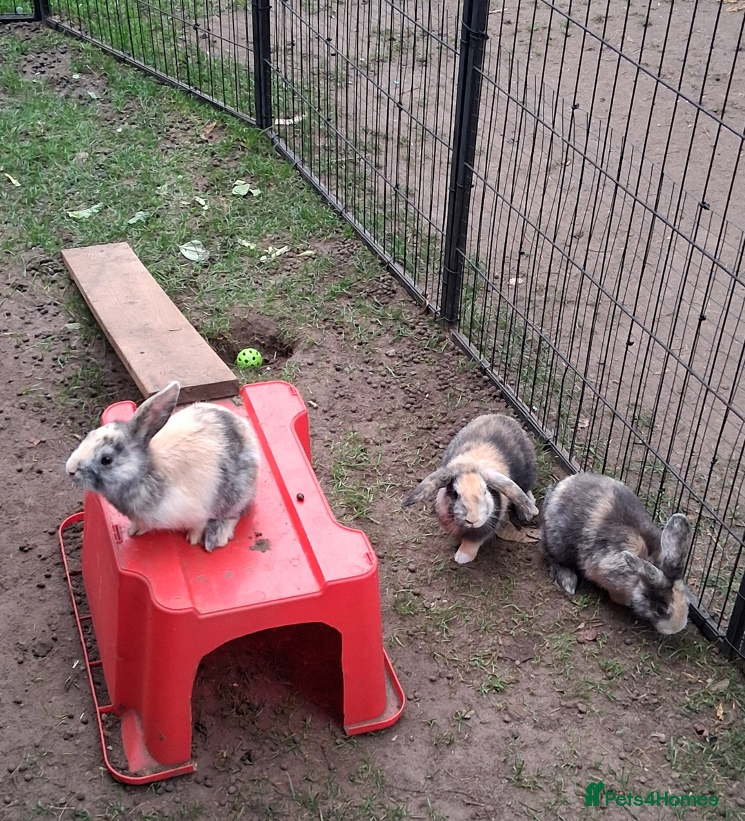 Rex rabbits for sale: Super Cute Baby bunnies! Rex x Lops - Image 3