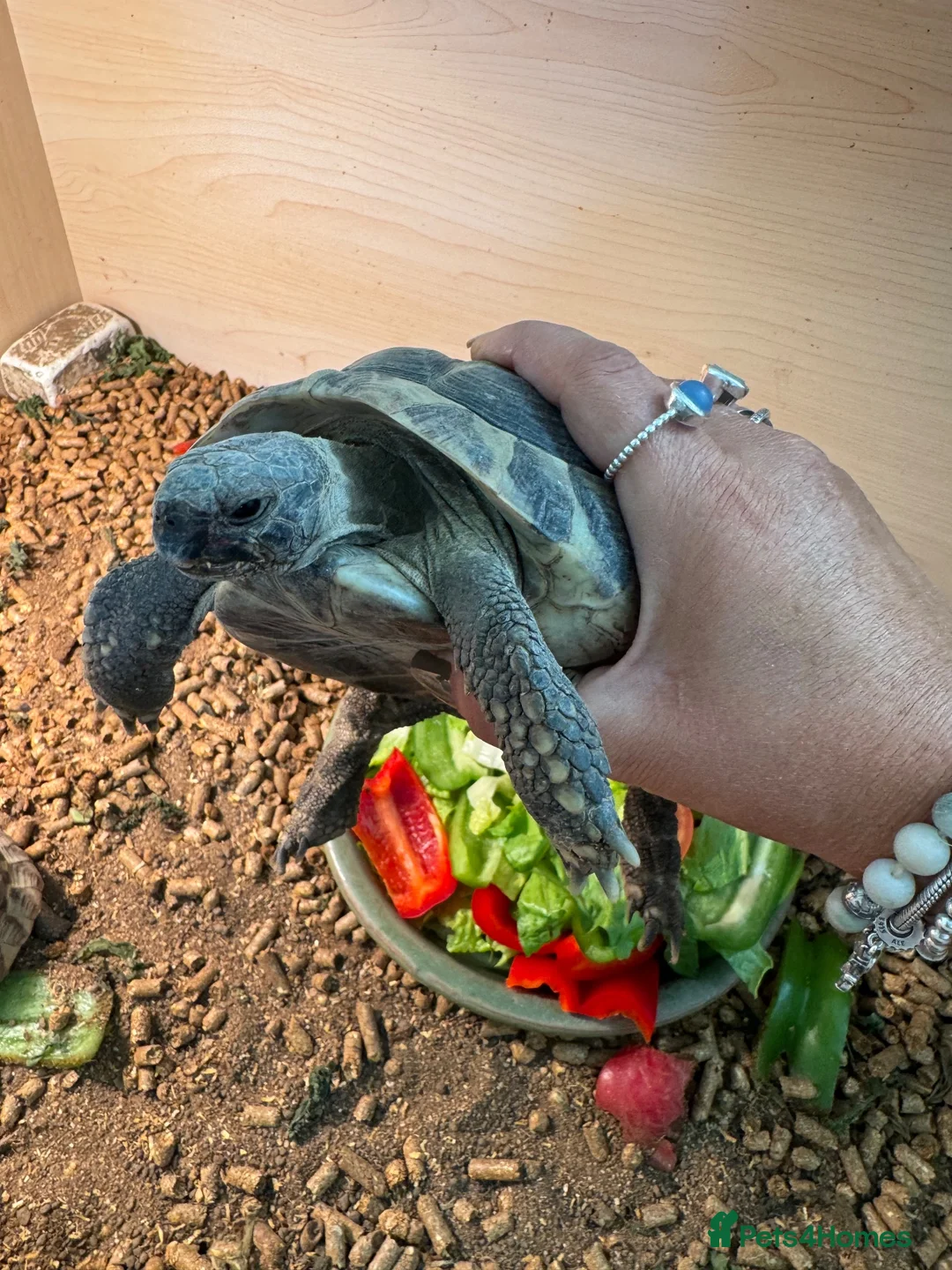 Tortoise reptiles for sale: 3 x Hermann Tortoises (2 x 6 yrs & 1 x 3 yrs - Advert 2