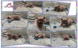 British Shorthair cats for sale: British shorthair kittens - Advert 7