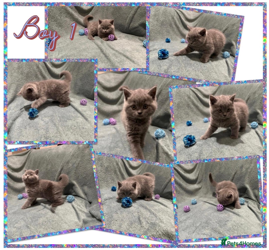 British Shorthair cats for sale: British shorthair kittens - Advert 7