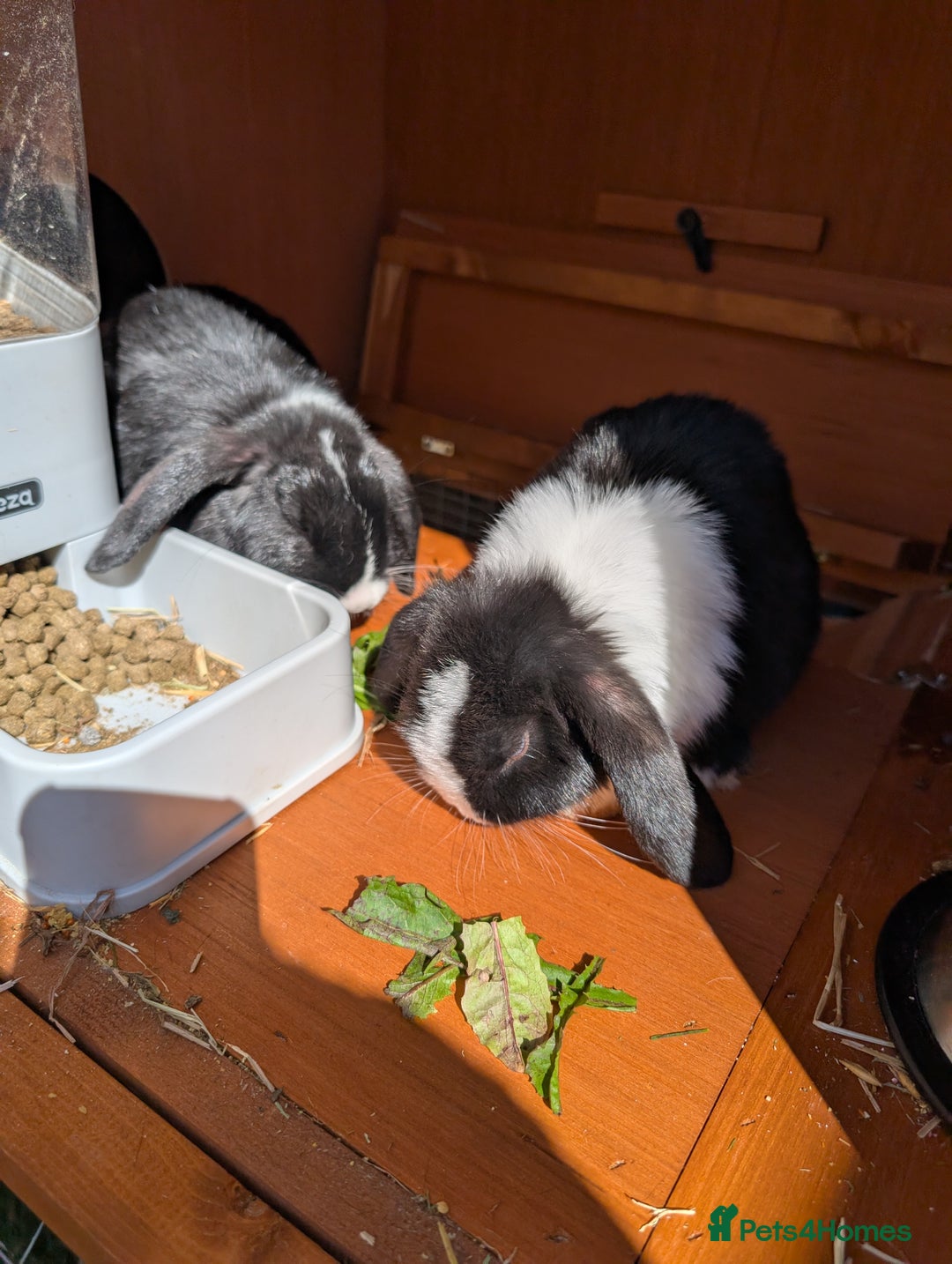Mini Lop rabbits for sale: Two Friendly Male Mini Lops in Black and White  - Advert 3