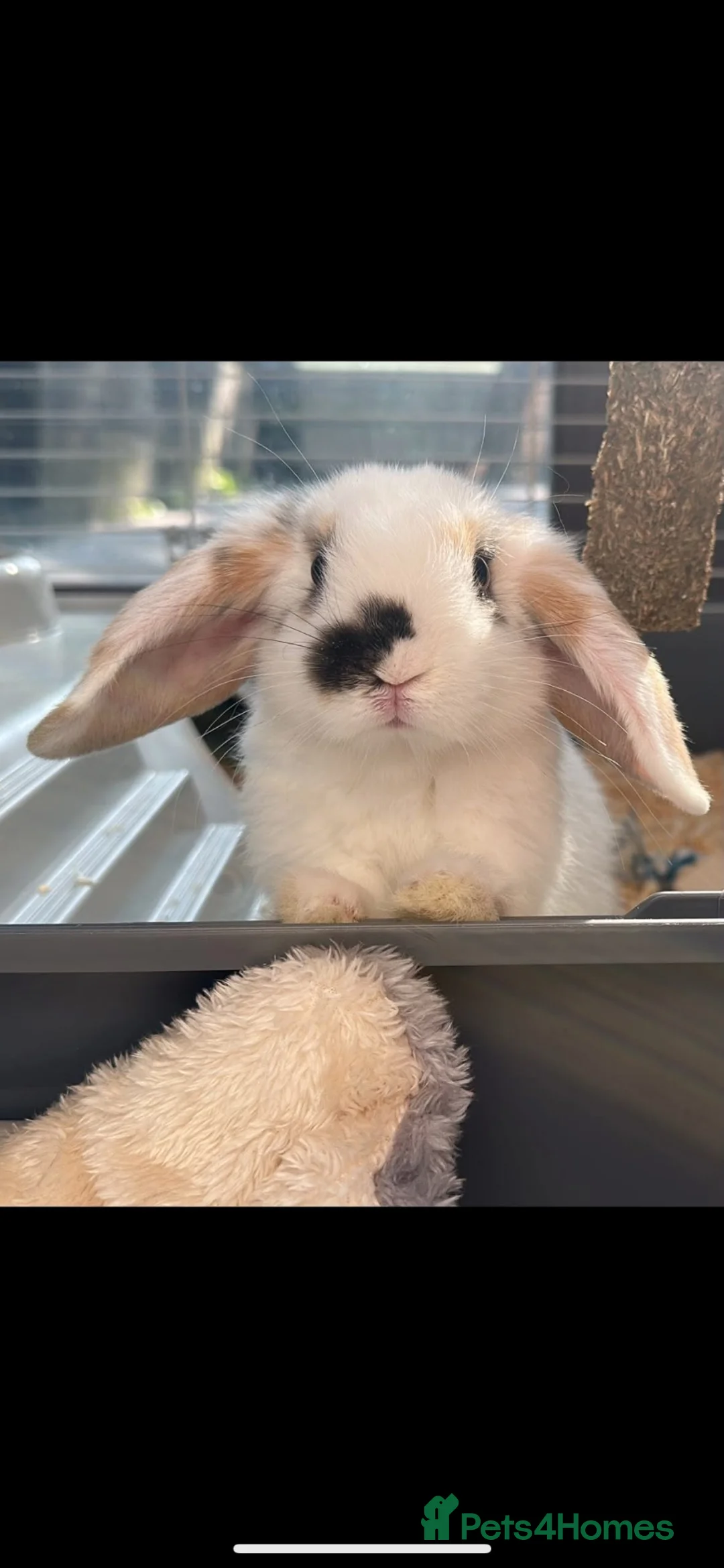 Mini Lop rabbits for sale: Mini lop rabbit  in Birmingham - Advert 2