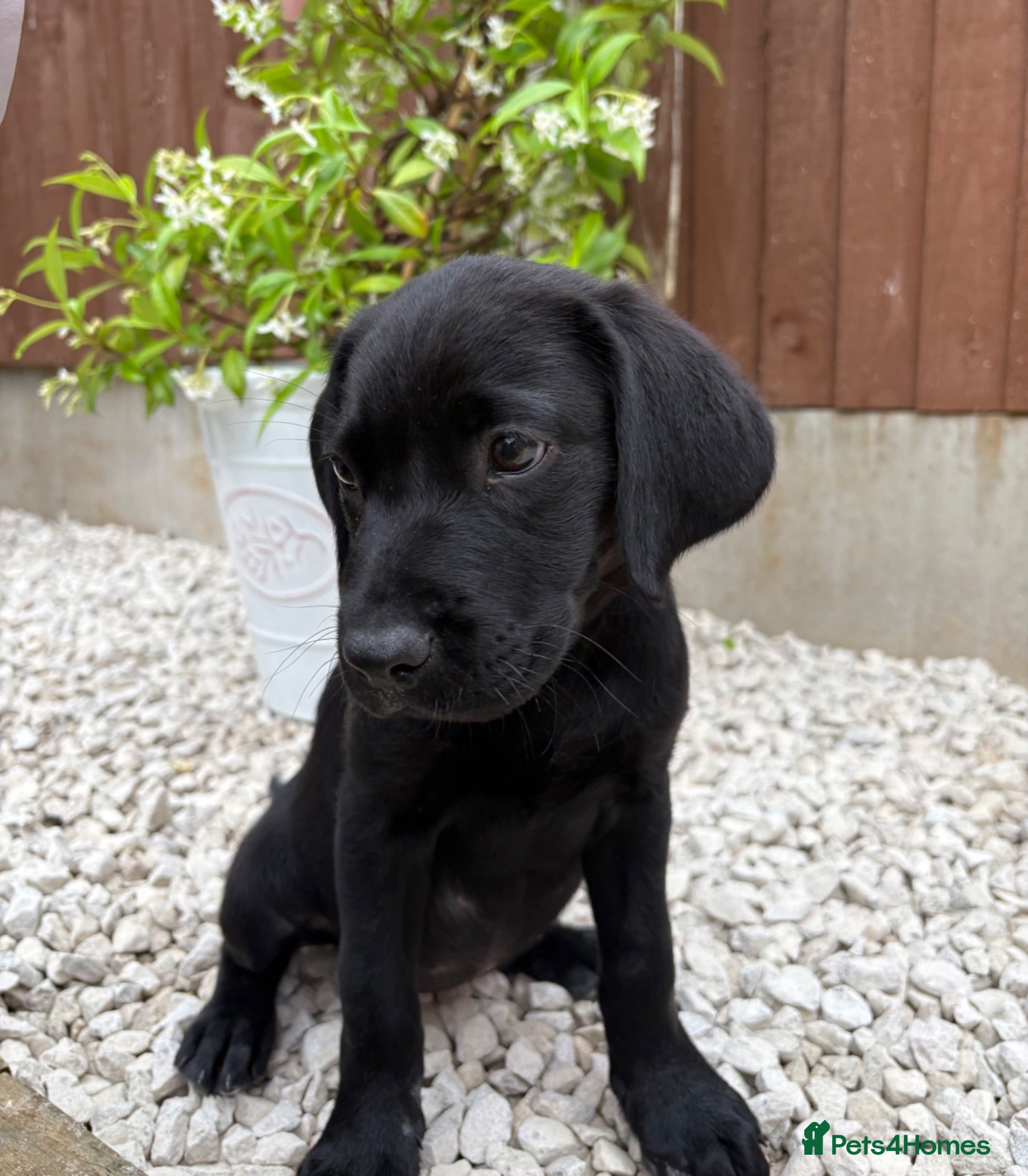 Labrador Retriever dogs 🐾 Last 3 Beautiful Labrador Puppies – Ready Now  - Advert 2