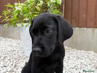 Labrador Retriever dogs 🐾 Last 3 Beautiful Labrador Puppies – Ready Now - Advert 2