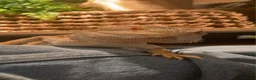 Bearded Dragon reptiles for sale: Bearded Dragon with Complete Setup in High Wycombe - Advert 5