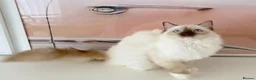 Ragdoll cats for sale: GCCF ACTIVE (FOR BREEDING) SEAL POINT MITTED GIRL - Advert 20