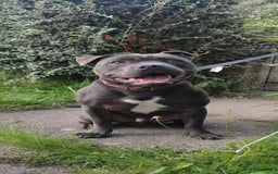 Staffordshire Bull Terrier dogs for stud: 🥇 KC Stafford Stud – Elite Line, Loving Nature - Image 7