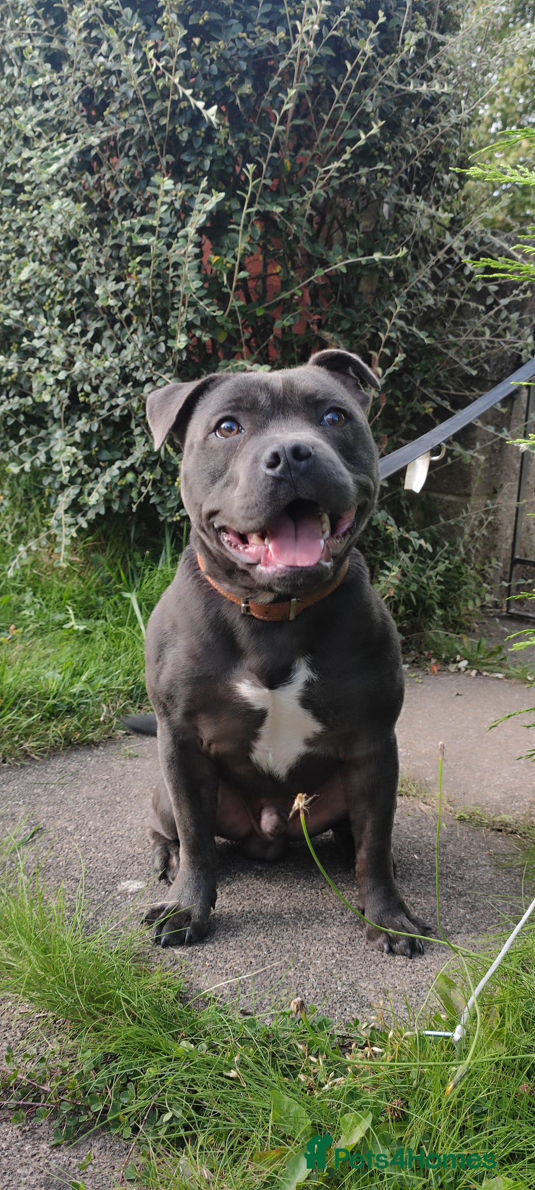 Staffordshire Bull Terrier dogs for stud: 🥇 KC Stafford Stud – Elite Line, Loving Nature - Image 7