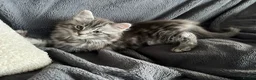 Maine Coon cats for sale: Maine coon x Bengal x Russian Blue mixed litter - Advert 2