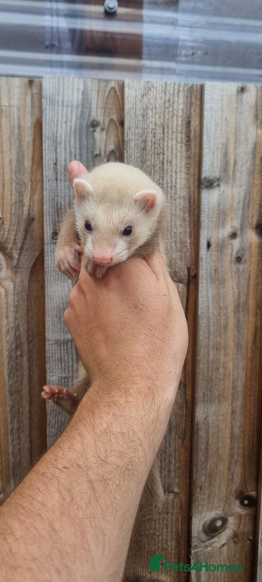 Ferret rodents for sale: Hob kit working lines - Image 2