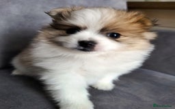 Pomeranian dogs for sale: 🌟Sweet Pomeranian Puppy Ready for a Loving Home🌟 - Image 5