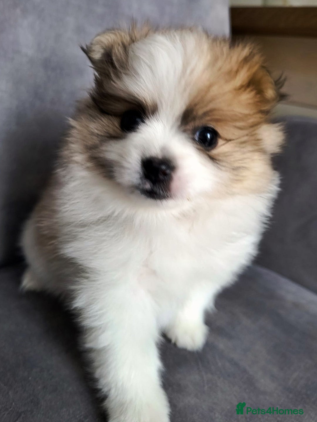 Pomeranian dogs for sale: 🌟Sweet Pomeranian Puppy Ready for a Loving Home🌟 - Image 5