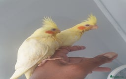 Cockatiels birds for sale: 2 x lutino cockatiels babies 7 weeks old - Image 5