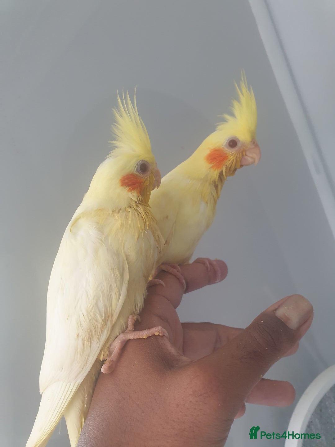 Cockatiels birds for sale: 2 x lutino cockatiels babies 7 weeks old - Image 5