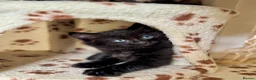 Mixed Breed cats for sale: 4 Fluffy kittens are ready to go  - Advert 11
