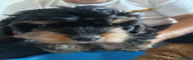 Jackapoo 2