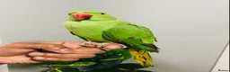 Ringnecks birds for sale: Beautiful hand tamed ringneck parrots for sale. - Advert 2