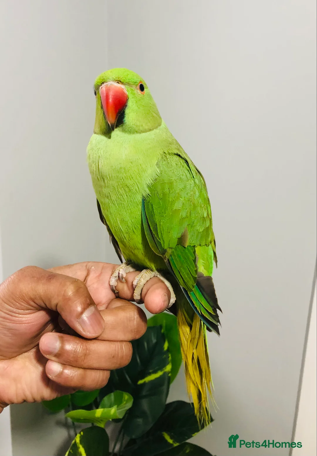 Ringnecks birds for sale: Beautiful hand tamed ringneck parrots for sale. - Advert 2