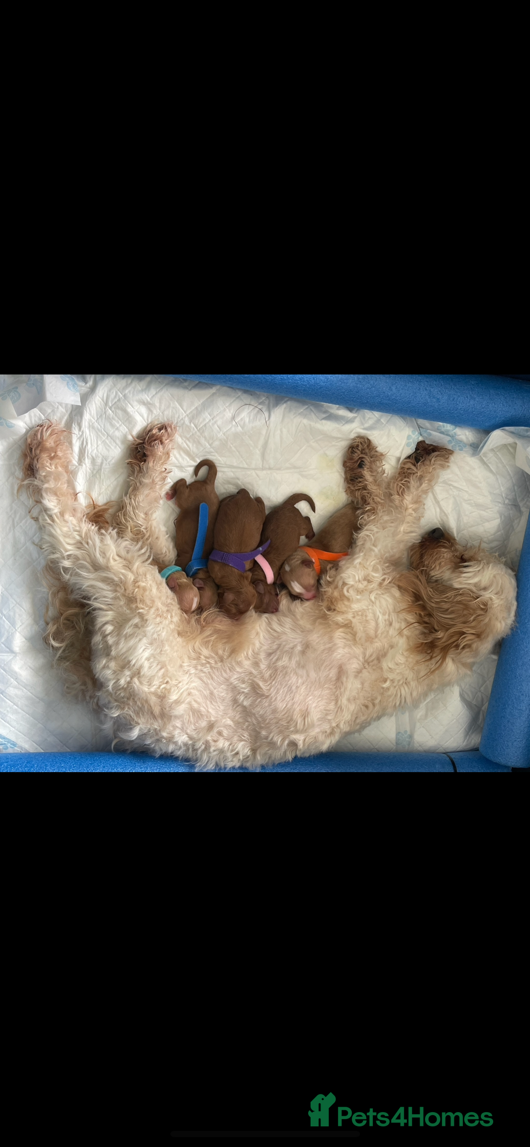Cavapoo dogs for sale: Beautiful toy Cavapoo puppies 🐶 🐾 - Image 10