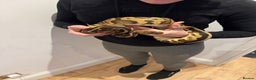 Python Snake reptiles for sale: Very friendly, Royal Python and full set up  - Advert 5