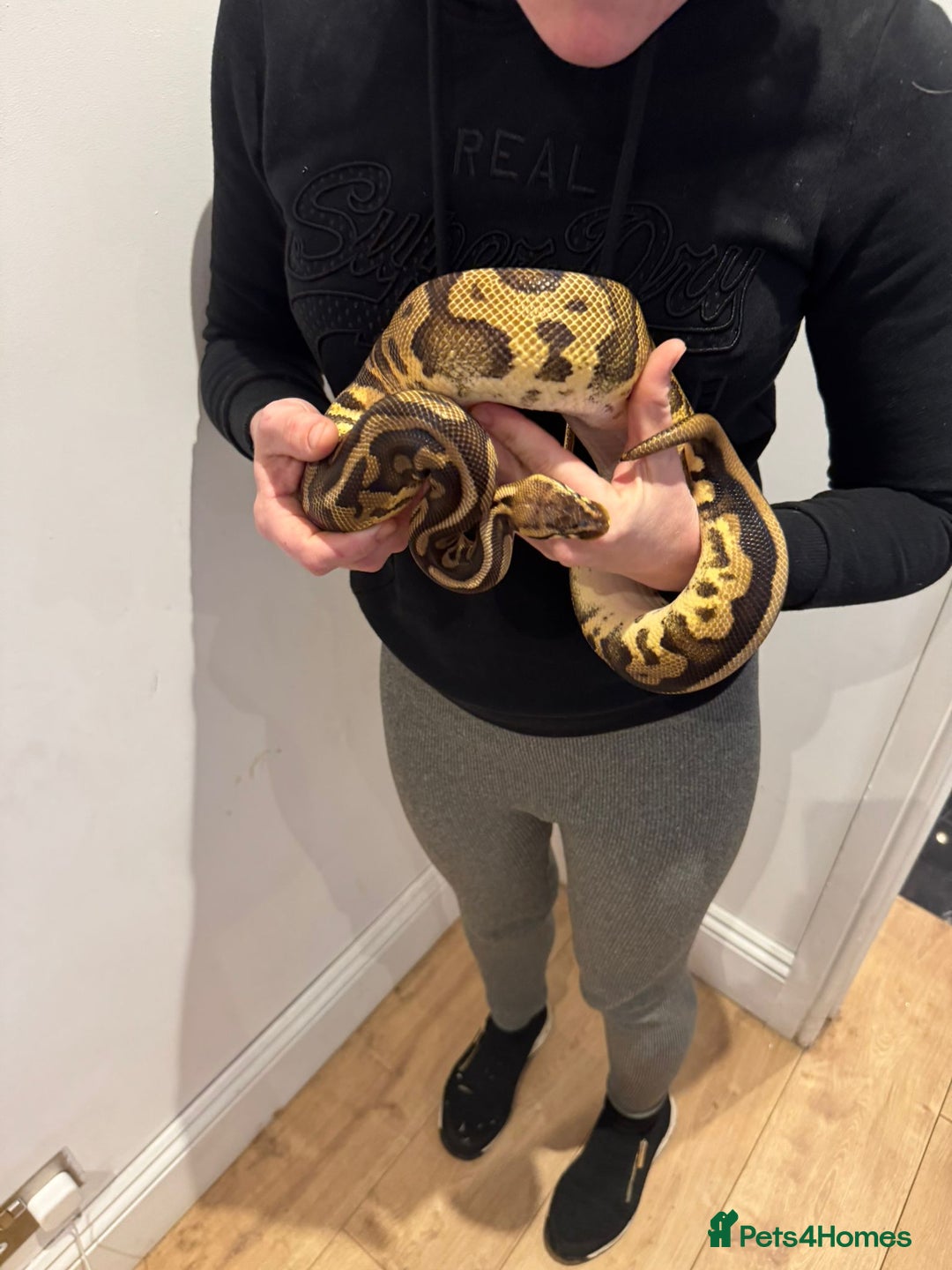 Python Snake reptiles for sale: Very friendly, Royal Python and full set up  - Advert 5