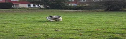 French Bulldog dogs for sale: Fluffy panda french bulldog - Advert 4